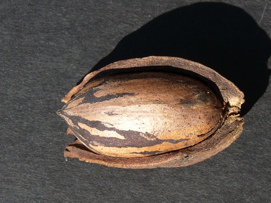{Carya illinoensis}